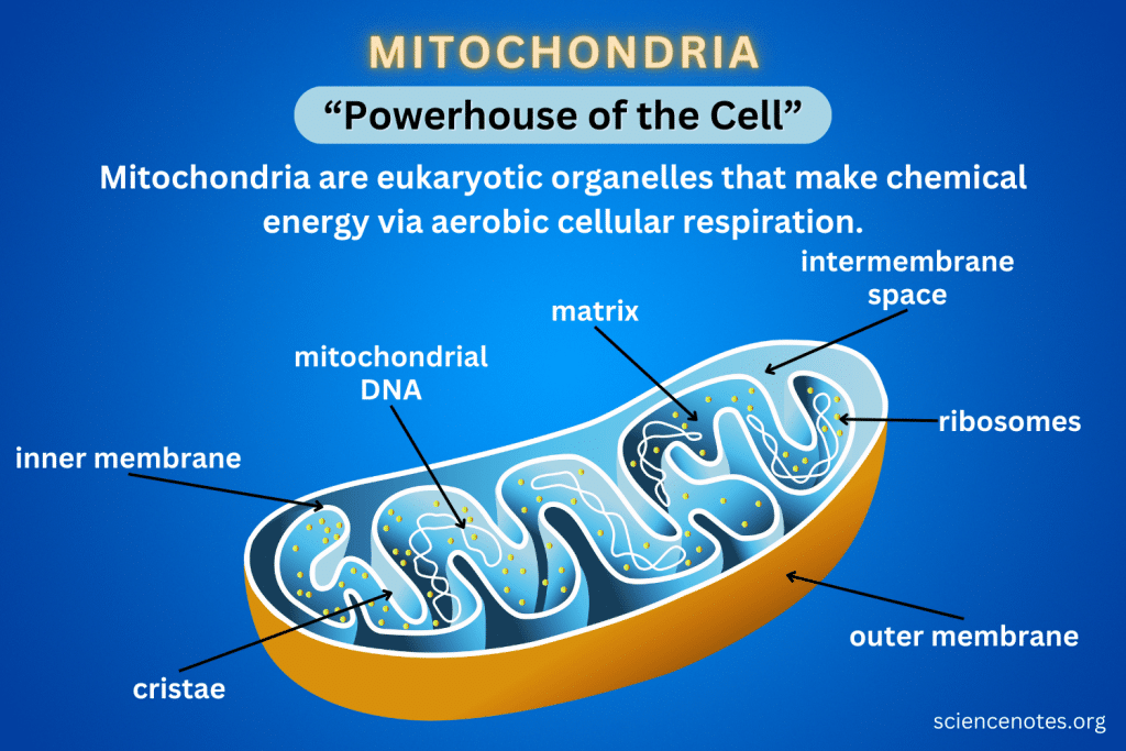 mitochondria