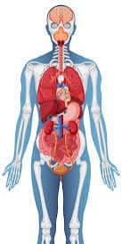 Human Body